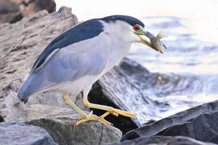 Framed Print : Black-crowned night heron sitting on the rock with its fish meal Framed Print : Black-crowned night heron sitting on the rock with its fish meal
