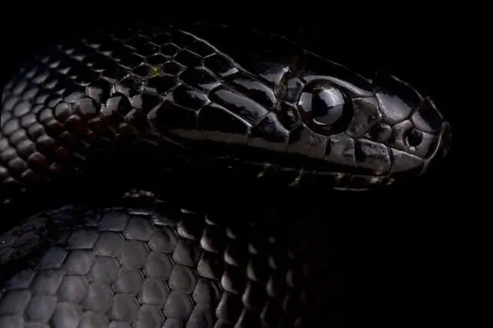 Framed Print : Black Desert Kingsnake (Lampropeltis nigrita) Framed Print : Black Desert Kingsnake (Lampropeltis nigrita)
