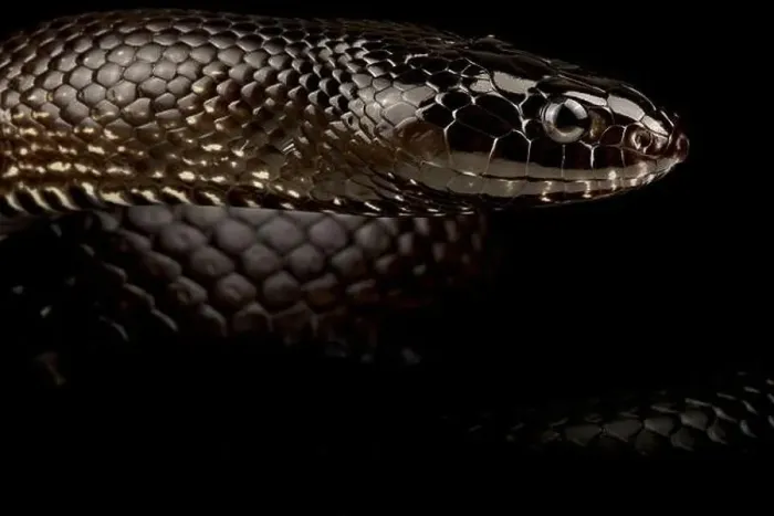 Framed Print : Black desert Kingsnake (Lampropeltis nigrita) Framed Print : Black desert Kingsnake (Lampropeltis nigrita)