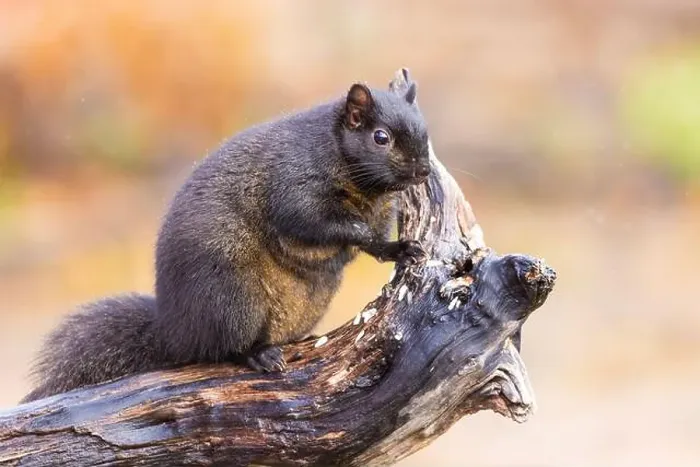 Framed Print : Black eastern gray squirrel (Sciurus carolinensis) in winter Framed Print : Black eastern gray squirrel (Sciurus carolinensis) in winter