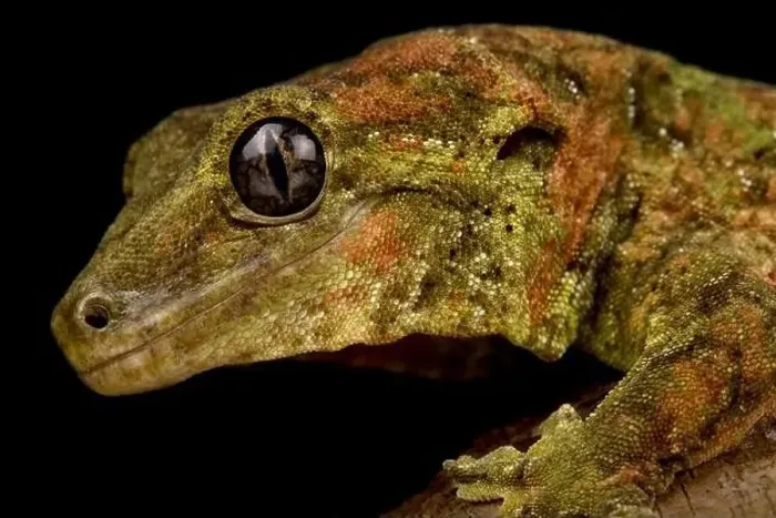 Framed Print : Black eyed Mossy New Caledonian gecko (Mniarogekko chahoua) Framed Print : Black eyed Mossy New Caledonian gecko (Mniarogekko chahoua)