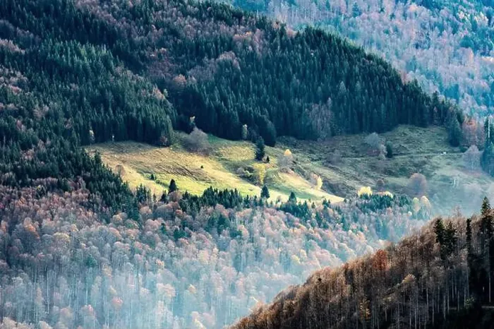 Framed Print : Black Forest Landscape Framed Print : Black Forest Landscape