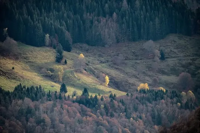 Framed Print : Black Forest Landscape Framed Print : Black Forest Landscape