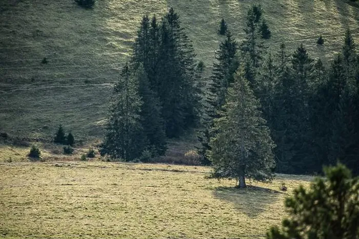 Framed Print : Black Forest Landscape Framed Print : Black Forest Landscape