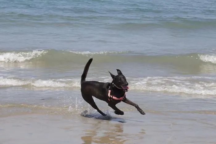 Framed Print : Black German Shepherd-Pit Bull mix dog with the zoomies at Ocean Beach Dog Beach Framed Print : Black German Shepherd-Pit Bull mix dog with the zoomies at Ocean Beach Dog Beach