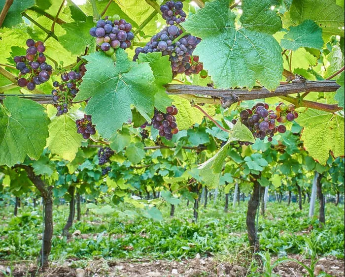 Framed Print : Black grapes growing on the vine in an English vineyard on the South Downs Framed Print : Black grapes growing on the vine in an English vineyard on the South Downs