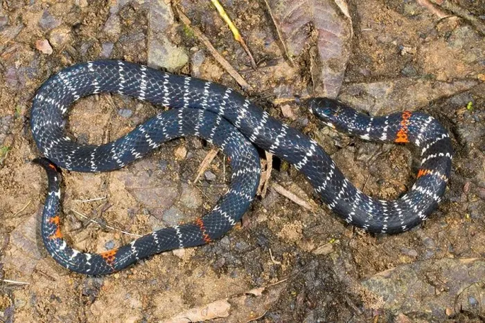 Framed Print : Black Ground Snake (Atractus elaps) This snake is a false coral having bands like a coral snake but is harmless Framed Print : Black Ground Snake (Atractus elaps) This snake is a false coral having bands like a coral snake but is harmless