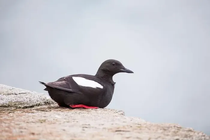Framed Print : Black Guillemot (Cepphus grylle) spotted off coast in Ireland Framed Print : Black Guillemot (Cepphus grylle) spotted off coast in Ireland
