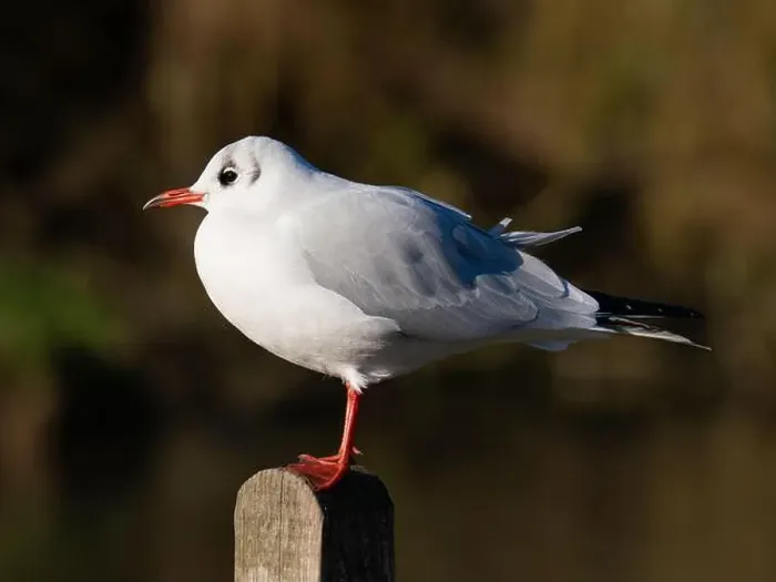 Framed Print : Black headed gull [ Chroicocephhalus ridibundus ] in the Severn estuary UK