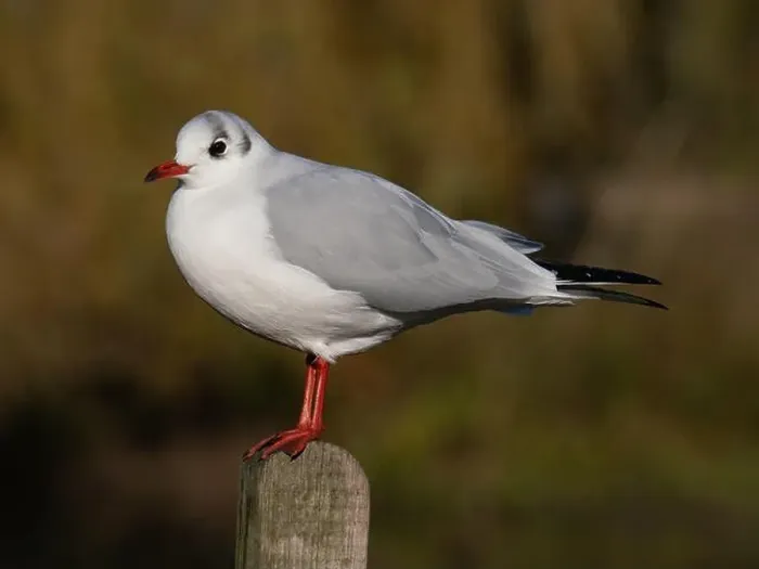 Framed Print : Black headed gull [ Chroicocephhalus ridibundus ] in the Severn estuary UK