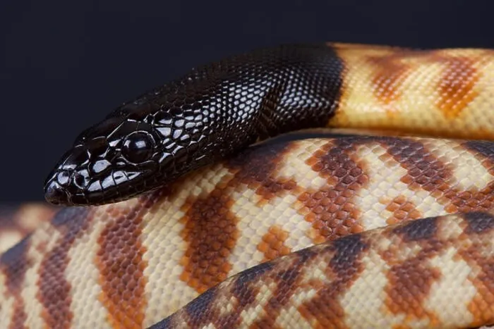 Framed Print : Black-headed python / Aspidites melanocephalus) Framed Print : Black-headed python / Aspidites melanocephalus)
