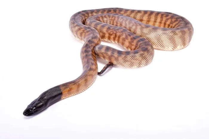 Framed Print : Black-headed python, Aspidites melanocephalus Framed Print : Black-headed python, Aspidites melanocephalus