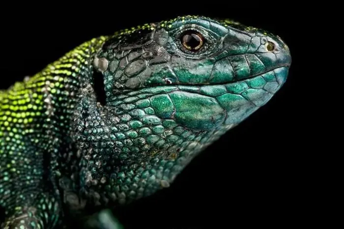 Framed Print : Black headed sand lizard (Lacerta agilis exigua) Framed Print : Black headed sand lizard (Lacerta agilis exigua)