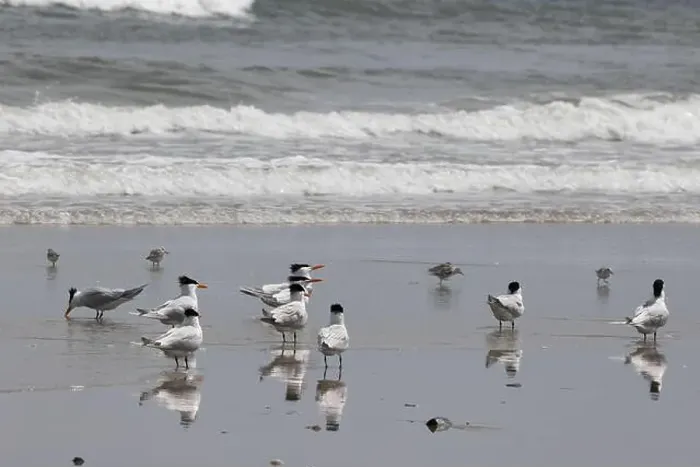 Framed Print : Black - headed seagulls forage the wet sand on 4-wheel beach in Outer Banks, North Carolina, USA Framed Print : Black - headed seagulls forage the wet sand on 4-wheel beach in Outer Banks, North Carolina, USA