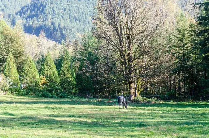 Framed Print : A Black Horse grazing in an open space Framed Print : A Black Horse grazing in an open space
