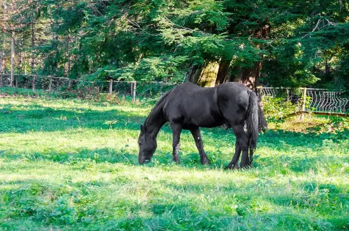 Framed Print : A black horses grazing in a pasture Framed Print : A black horses grazing in a pasture
