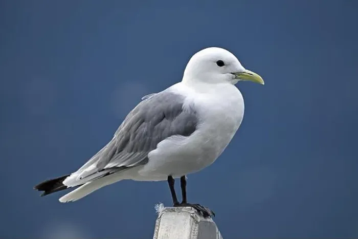 Framed Print : Black-legged kittiwake (Rissa tridactyla), Prince William Sound