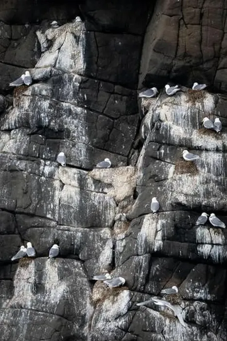 Framed Print : Black-legged kittiwakes nesting along cliff face, east greenland Framed Print : Black-legged kittiwakes nesting along cliff face, east greenland