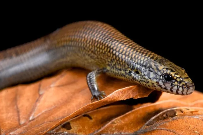 Framed Print : Black-lined skink (Amphiglossus macrocercus) Framed Print : Black-lined skink (Amphiglossus macrocercus)