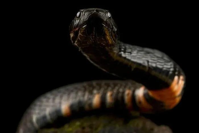 Framed Print : black-necked spitting cobra (Naja nigricollis) Framed Print : black-necked spitting cobra (Naja nigricollis)