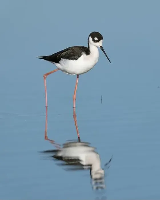 Framed Print : Black-necked Stilt (Himantopus mexicanus), Sacramento County California USA Framed Print : Black-necked Stilt (Himantopus mexicanus), Sacramento County California USA