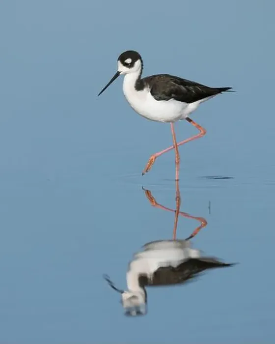 Framed Print : Black-necked Stilt (Himantopus mexicanus), Sacramento County California USA Framed Print : Black-necked Stilt (Himantopus mexicanus), Sacramento County California USA
