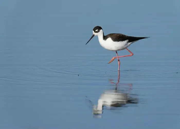 Framed Print : Black-necked Stilt (Himantopus mexicanus), Sacramento County California USA Framed Print : Black-necked Stilt (Himantopus mexicanus), Sacramento County California USA