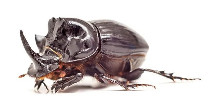 Framed Print : Black Rhinoceros Beetle isolated on white background. Close up. Selective focus Framed Print : Black Rhinoceros Beetle isolated on white background. Close up. Selective focus