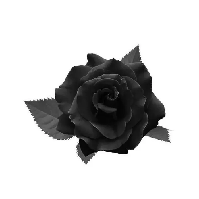 Framed Print : Black rose isolated on white background with clipping path Framed Print : Black rose isolated on white background with clipping path