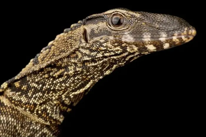 Framed Print : Black roughneck monitor (Varanus rudicollis) Framed Print : Black roughneck monitor (Varanus rudicollis)