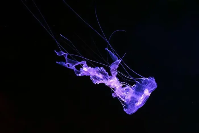 Framed Print : Black sea nettle, Chrysaora achlyos swimming in dark water of aquarium tank with purple neon light Framed Print : Black sea nettle, Chrysaora achlyos swimming in dark water of aquarium tank with purple neon light