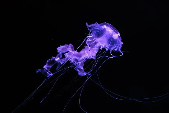 Framed Print : Black sea nettle, Chrysaora achlyos swimming in dark water of aquarium tank with purple neon light Framed Print : Black sea nettle, Chrysaora achlyos swimming in dark water of aquarium tank with purple neon light