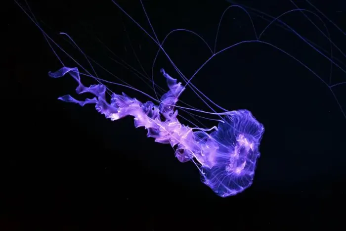 Framed Print : Black sea nettle, Chrysaora achlyos swimming in dark water of aquarium tank with purple neon light Framed Print : Black sea nettle, Chrysaora achlyos swimming in dark water of aquarium tank with purple neon light