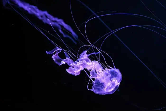 Framed Print : Black sea nettle, Chrysaora achlyos swimming in dark water of aquarium tank with purple neon light Framed Print : Black sea nettle, Chrysaora achlyos swimming in dark water of aquarium tank with purple neon light