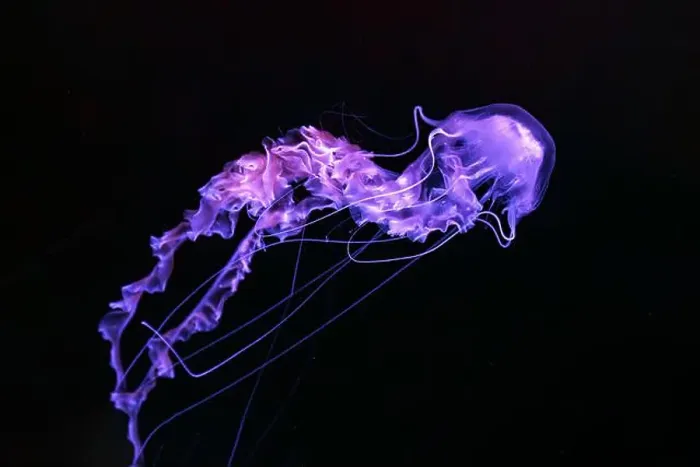 Framed Print : Black sea nettle, Chrysaora achlyos swimming in dark water of aquarium tank with purple neon light Framed Print : Black sea nettle, Chrysaora achlyos swimming in dark water of aquarium tank with purple neon light