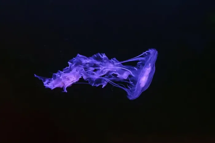 Framed Print : Black sea nettle, Chrysaora achlyos swimming in dark water of aquarium tank with purple neon light Framed Print : Black sea nettle, Chrysaora achlyos swimming in dark water of aquarium tank with purple neon light