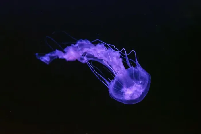 Framed Print : Black sea nettle, Chrysaora achlyos swimming in dark water of aquarium tank with purple neon light Framed Print : Black sea nettle, Chrysaora achlyos swimming in dark water of aquarium tank with purple neon light