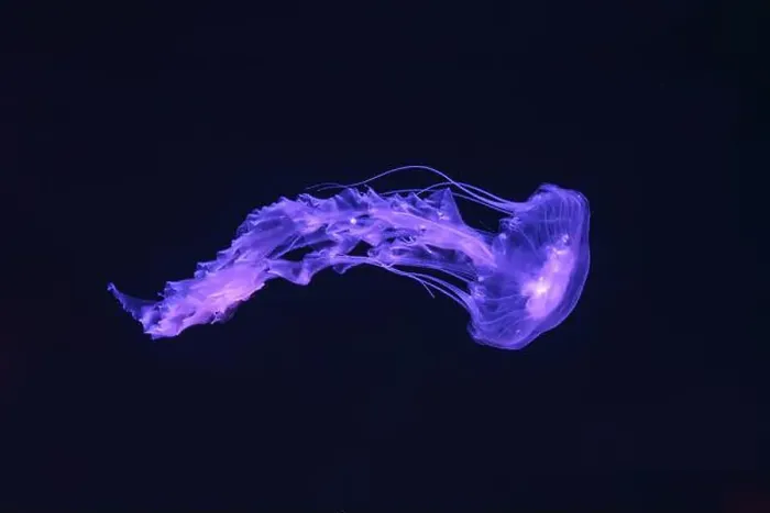 Framed Print : Black sea nettle, Chrysaora achlyos swimming in dark water of aquarium tank with purple neon light Framed Print : Black sea nettle, Chrysaora achlyos swimming in dark water of aquarium tank with purple neon light