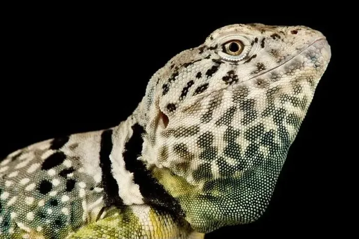 Framed Print : Black-spotted collared lizard (Crotaphytus collaris melanomaculatus) Framed Print : Black-spotted collared lizard (Crotaphytus collaris melanomaculatus)