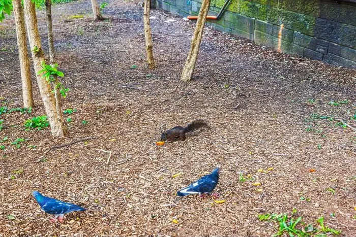 Framed Print : Black squirrel eating food on ground covered with wood chips Framed Print : Black squirrel eating food on ground covered with wood chips
