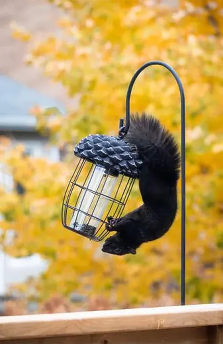 Framed Print : Black squirrel hanging upside down on bird feeder hook to on fall day Framed Print : Black squirrel hanging upside down on bird feeder hook to on fall day
