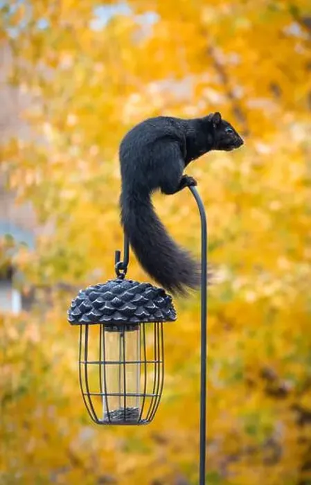 Framed Print : Black squirrel sitting on top of a bird feeder hook on a fall day Framed Print : Black squirrel sitting on top of a bird feeder hook on a fall day
