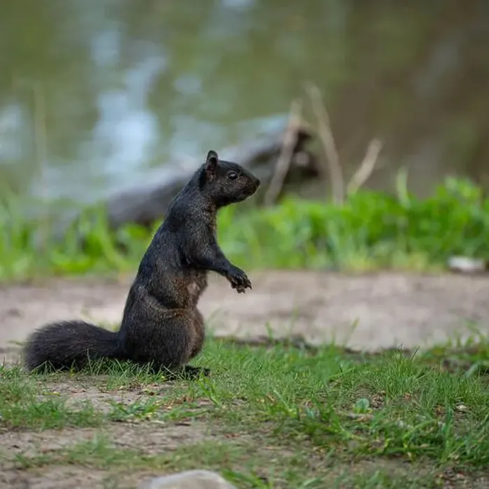 Framed Print : Black squirrel standing on grass with lake behind it Framed Print : Black squirrel standing on grass with lake behind it