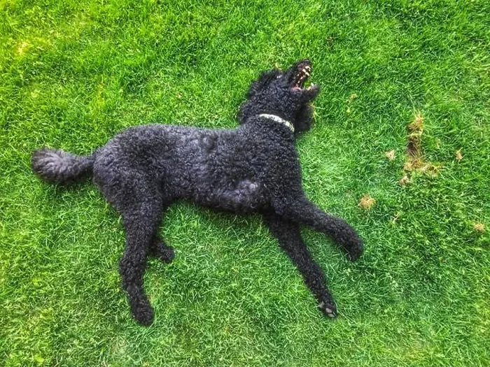 Framed Print : Black standard poodle lying flat on grass and flashing teeth while playing Framed Print : Black standard poodle lying flat on grass and flashing teeth while playing