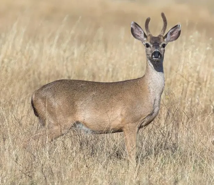 Framed Print : Black-tailed Deer Buck Grazing. Edgewood Park and Natural Preserve, San Mateo County, California, USA Framed Print : Black-tailed Deer Buck Grazing. Edgewood Park and Natural Preserve, San Mateo County, California, USA