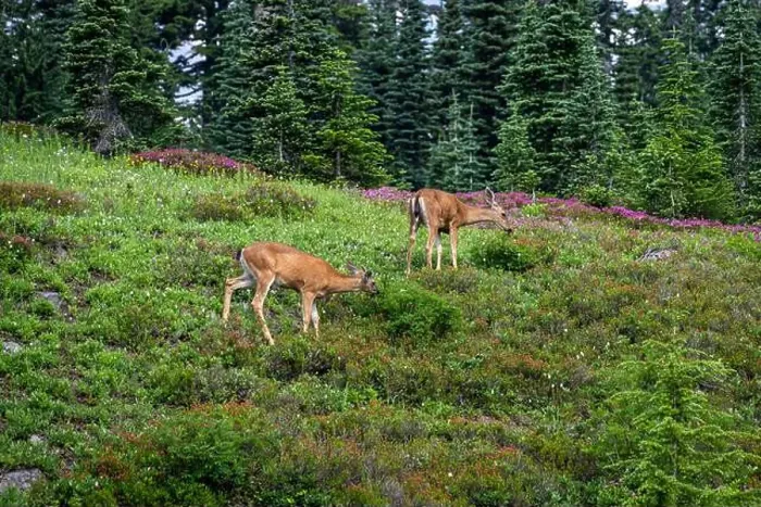 Framed Print : Black-Tailed Deer grazing in a subalpine meadow off the Dead Horse Creek Trail Framed Print : Black-Tailed Deer grazing in a subalpine meadow off the Dead Horse Creek Trail