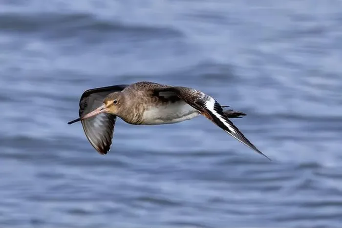 Framed Print : The Black-Tailed Godwit feeds on worms and mollusks. Photographed in Bull Island, Dublin, a key wetland Framed Print : The Black-Tailed Godwit feeds on worms and mollusks. Photographed in Bull Island, Dublin, a key wetland