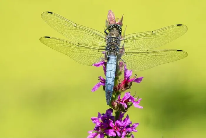 Framed Print : Black-tailed skimmer Orthetrum cancellatum Dragonfly Male Perching On Purple loosestrife Flower Dragonfly Wildlife Framed Print : Black-tailed skimmer Orthetrum cancellatum Dragonfly Male Perching On Purple loosestrife Flower Dragonfly Wildlife
