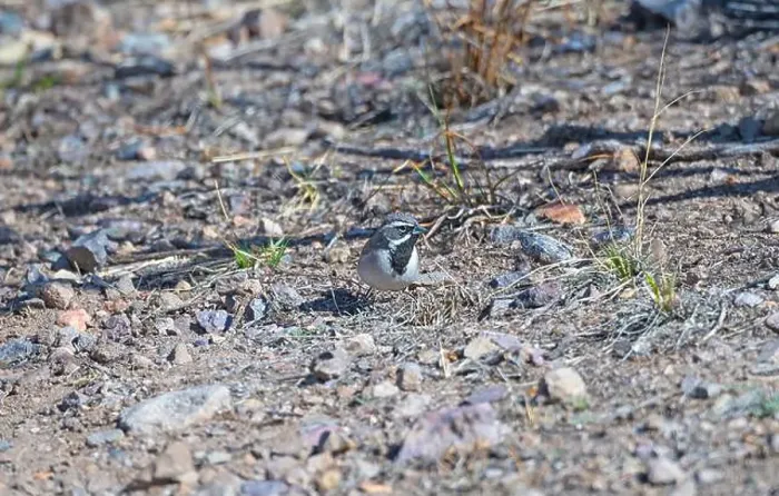 Framed Print : A Black Throated Sparrow Searching For Food in the Organ Mountains in New Mexico