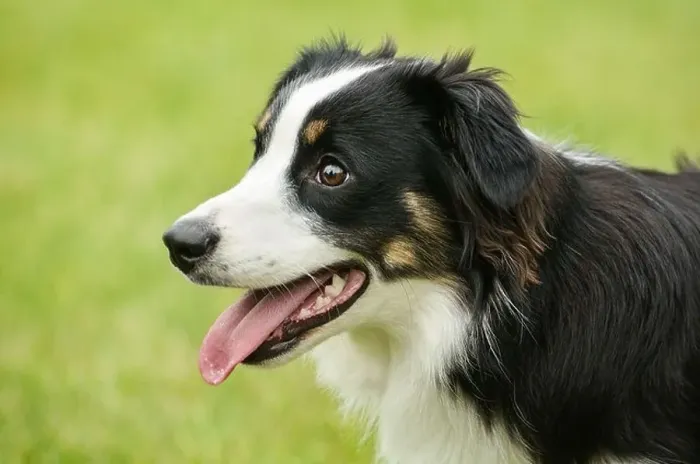 Framed Print : Black Tricolor Australian Shepherd (Aussie) Dog Framed Print : Black Tricolor Australian Shepherd (Aussie) Dog